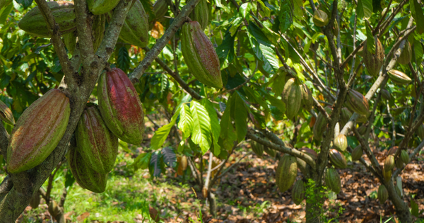 カカオ苗選びの決定版：風味豊かなチョコレートへの第一歩