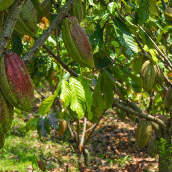 カカオ苗選びの決定版：風味豊かなチョコレートへの第一歩