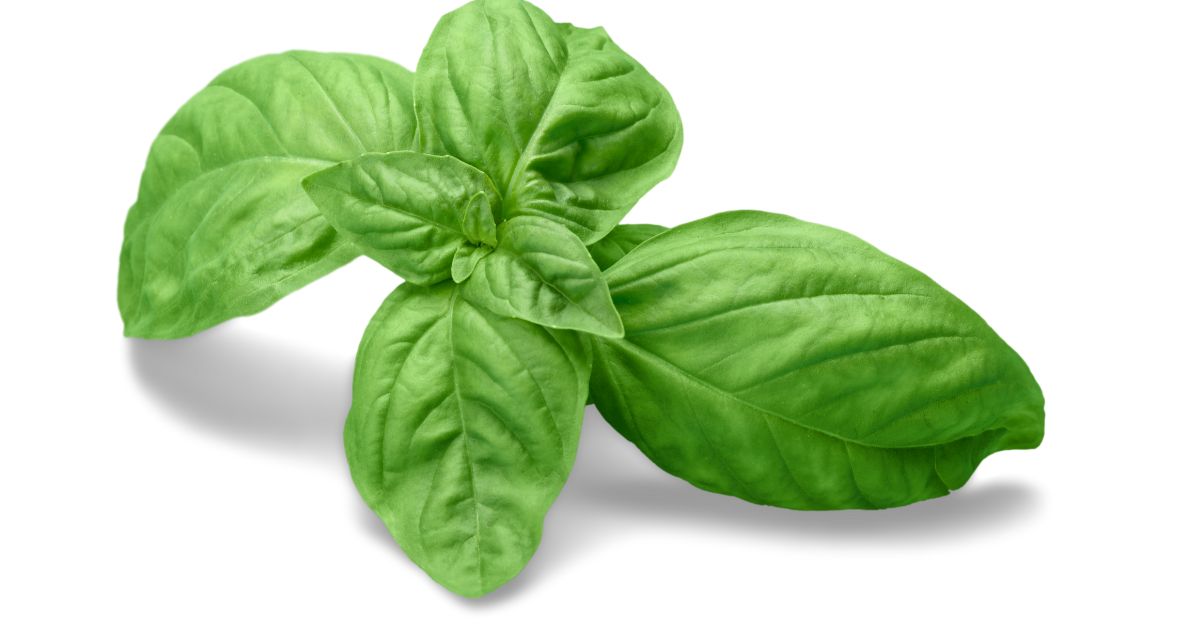 バジル栽培の完全ガイド：種まきから収穫まで、初心者でも簡単！