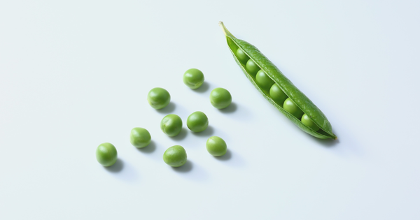 【完全版】エンドウ豆の育て方：種まきから収穫までのコツと注意点