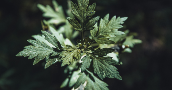 ヨモギの栄養：知られざる万能薬草の力