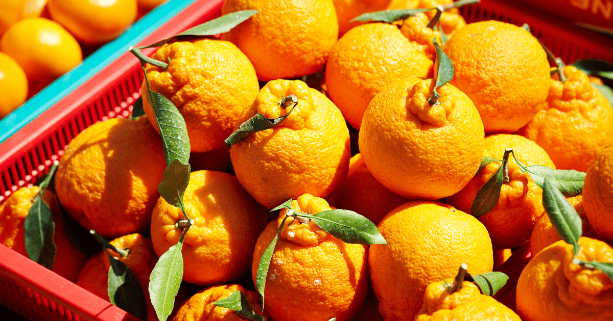 不知火（デコポン）の収穫時期を徹底解説！旬の味覚を逃さない