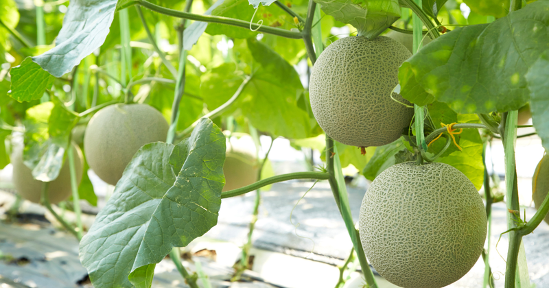 家庭菜園でメロン栽培！プランターで高級フルーツを育てる方法