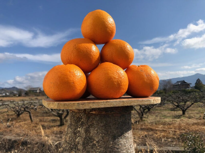 春の味覚を代表する柑橘「はるみ」：プチプチ食感と濃厚な甘さの秘密