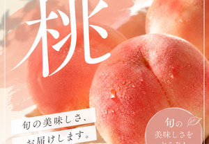 【冷蔵】旬の桃 3kg その時一番美味しい桃をお届けします！ ｜ フルーツ｜ くだもの屋CO.JP