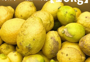 加工用 瀬戸内レモン 訳あり 10kg | レモン | 株式会社瀬戸内ゆうき農場