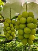 【常温】シャインマスカット | ぶどう | アルコアーナ農園