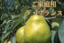 【常温】ラフランス | 梨 | マルハチ安野農園