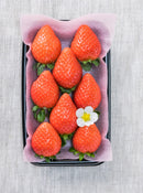 【ひのいちご園】予約販売　ひのいちご | いちご | ひのいちご園