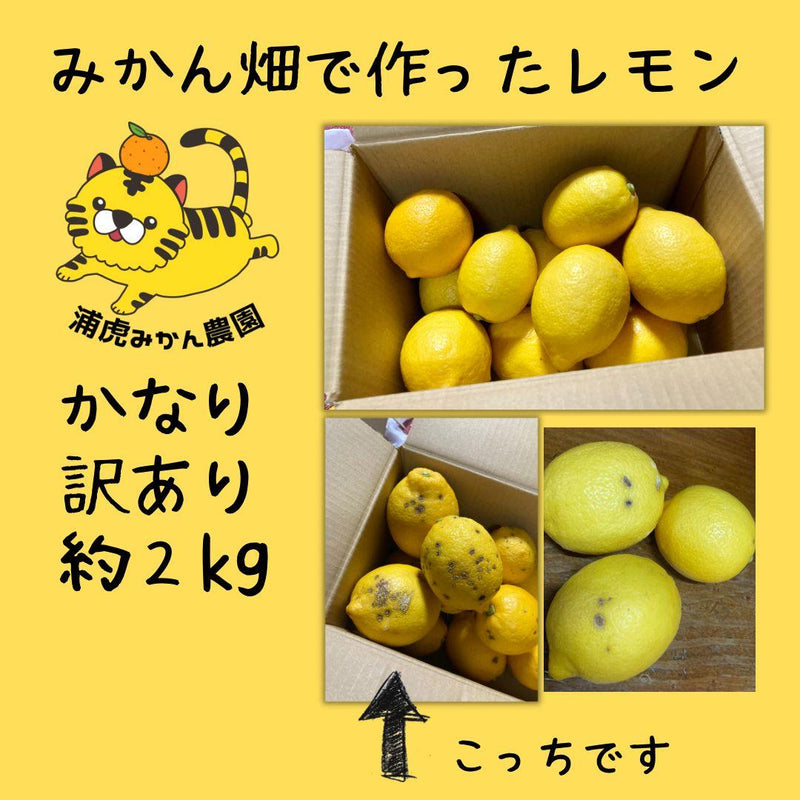 【常温】国産レモン｜レモン｜浦虎みかん農園 - スイーツモール