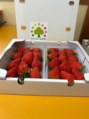 【冷蔵】季節のイチゴ詰め合わせ|いちご|周年観光農園 エコファーム うちこ