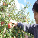 【常温】シナノスイート・無袋ふじ・アンビシャス | りんご | マルハチ安野農園