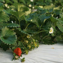 【冷蔵】農薬不使用の苺 | いちご | 苺屋田中