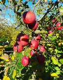 【店頭受取】山形のりんご 家庭用 | りんご | 果樹園～die Freude～