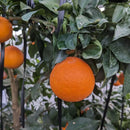 【常温】まどんな | みかん | setouchi LIETO