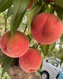 【店頭受取】山形の桃 家庭用 | 桃 | 果樹園～die Freude～