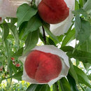 【店頭受取】山形の桃 家庭用 | 桃 | 果樹園～die Freude～