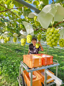 【常温】シャインマスカット | ぶどう | アルコアーナ農園