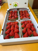 【冷蔵】季節のイチゴ詰め合わせ|いちご|周年観光農園 エコファーム うちこ