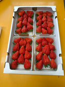 【冷蔵】季節のイチゴ詰め合わせ|いちご|周年観光農園 エコファーム うちこ