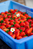 【冷蔵】苺ギフト 栃木県真岡市産とちおとめ｜いちご｜つきのいちごえん - スイーツモール