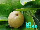 【冷蔵】和梨・洋梨 | 梨 | 信州のど真ん中、梶原農園