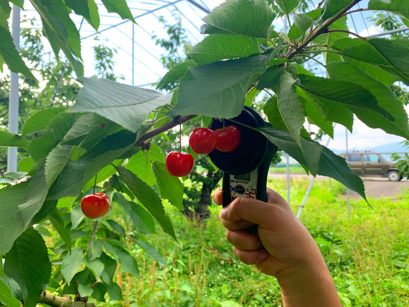 紅秀峰｜さくらんぼ｜株式会社アンスリーファーム