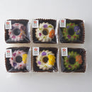 お花のケーキ 詰合せ|ケーキ|Brown Beans(ブラウンビーンズ)