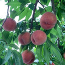 【店頭受取】山形の桃 贈答用 | 桃 | 果樹園～die Freude～