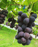 【常温】シャインマスカット・種あり巨峰 | フルーツ | Ripifarm（リピファーム）