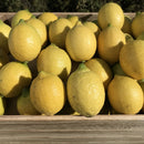 【常温】黒潮檸檬 | レモン | 黒潮フルーツファーム