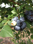 【冷蔵】手摘みブルーベリー詰め合わせ|ブルーベリー|周年観光農園 エコファーム うちこ