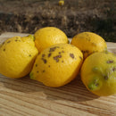 【常温】黒潮檸檬 | レモン | 黒潮フルーツファーム