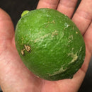 【常温】黒潮檸檬 | レモン | 黒潮フルーツファーム