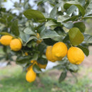 Product Image-1