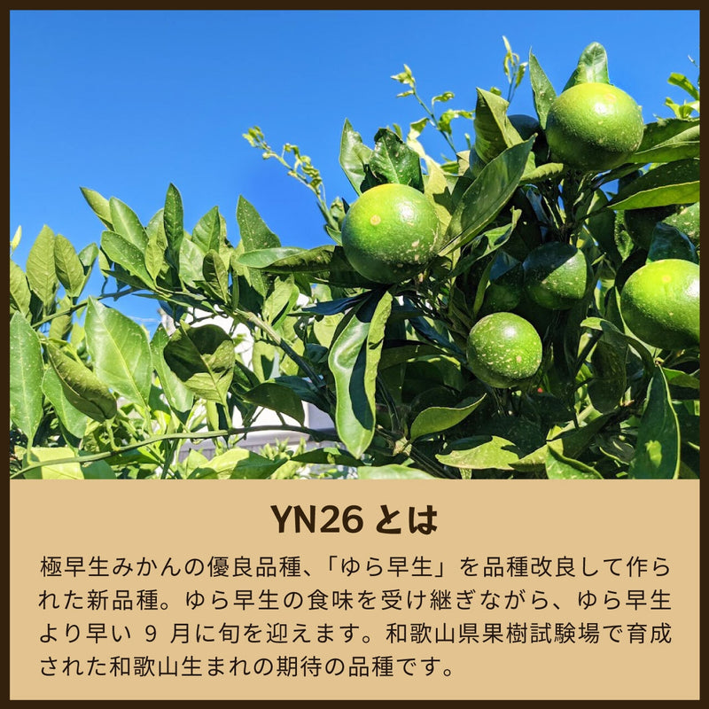 【常温】みかん・カンキツ | みかん | 蔵出しみかんの藤原農園