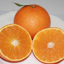 まどんなルビー(愛媛果試28号） | みかん | 株式会社瀬戸内ゆうき農場