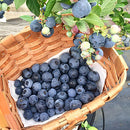 【冷蔵】ブルーベリー 化粧箱入り | ブルーベリー | ブルーベリーファーム新松戸