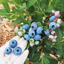 【冷蔵】ブルーベリー 化粧箱入り | ブルーベリー | ブルーベリーファーム新松戸