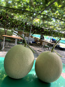 【常温】アールスメロン | フルーツ | Ripifarm（リピファーム）