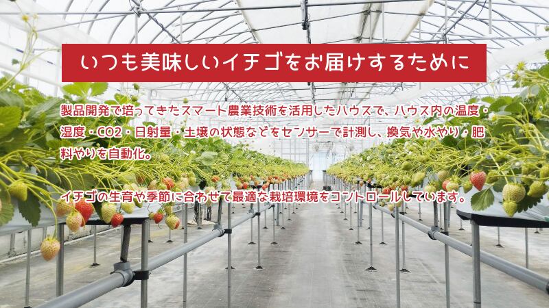 【冷蔵】いちご | いちご | しあわせj-Farm| 夏 イチゴ