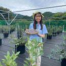 【冷凍】冷凍ブルーベリー | ブルーベリー | すみれファーム