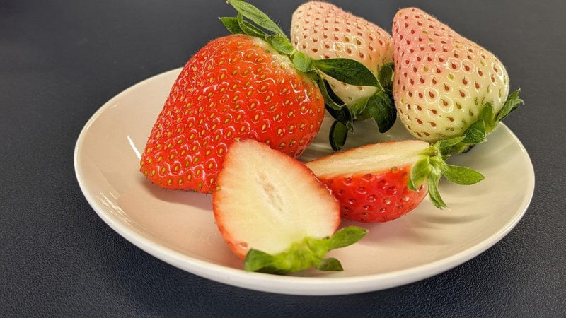 【冷蔵】紅白いちご食べ比べセット｜いちご｜ITADAKI FARM OGORI - スイーツモール