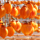 蜂屋柿のくりーむさんど｜焼き菓子｜たんどーる