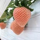 【冷蔵】レア品種『桃薫』セット | いちご | Agri charm - スイーツモール