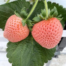 【冷蔵】レア品種『桃薫』セット | いちご | Agri charm - スイーツモール