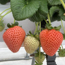 【冷蔵】レア品種『桃薫』セット | いちご | Agri charm - スイーツモール