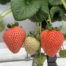 【冷蔵】レア品種『桃薫』2パック入りセット | いちご | Agri charm