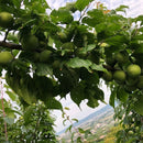 【冷蔵】紀州青梅 | その他 | 黒潮フルーツファーム