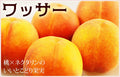 【冷蔵】カリッ！サクッ！新感覚フルーツ！【ワッサー】｜ フルーツ ｜ くだもの屋CO.JP